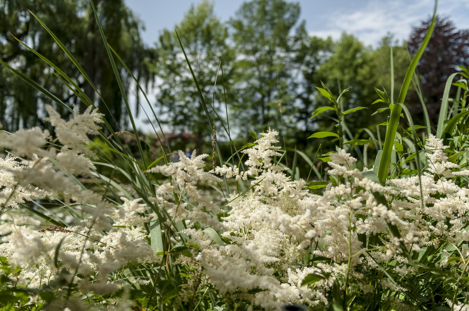 Fleurs