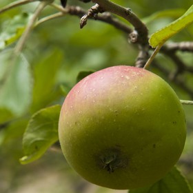 Pomme sur l'arbre