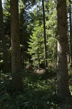 Sous-bois