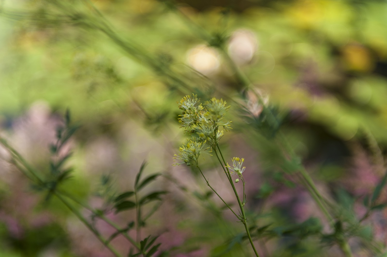Fleurs