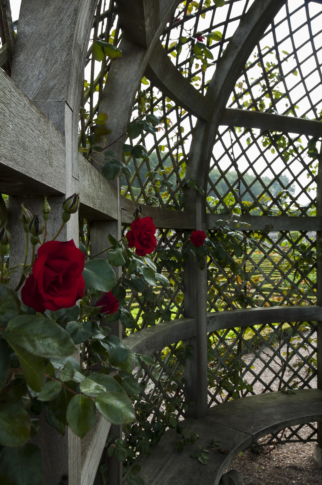 Roses