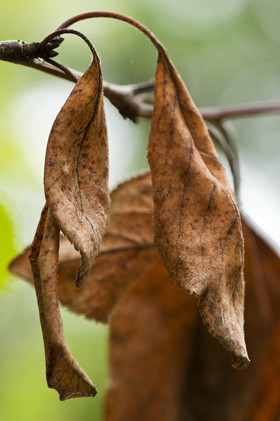 Feuilles mortes
