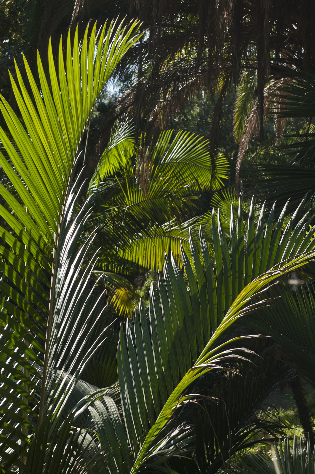 Palmiers nikau