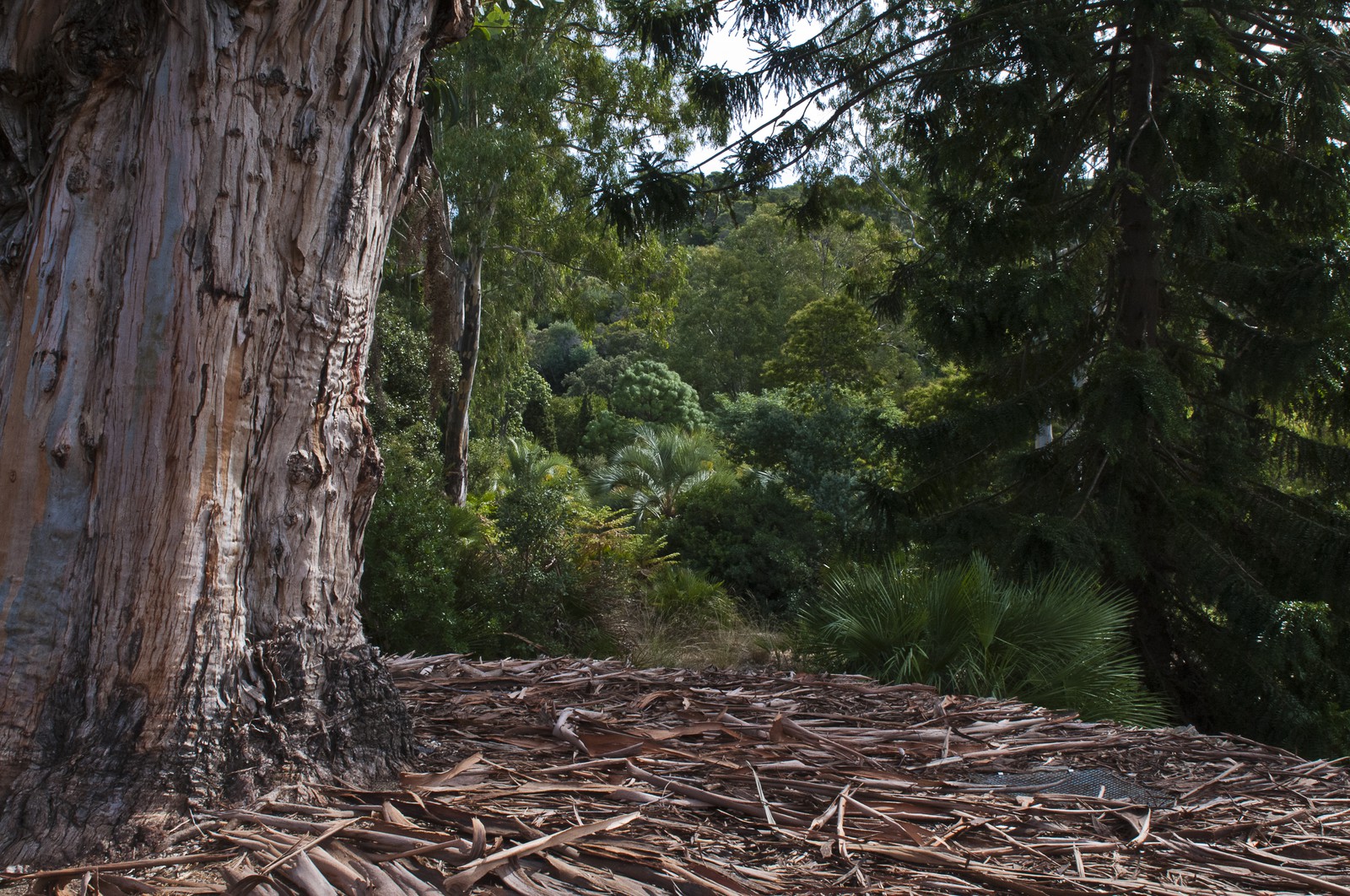 Eucalyptus