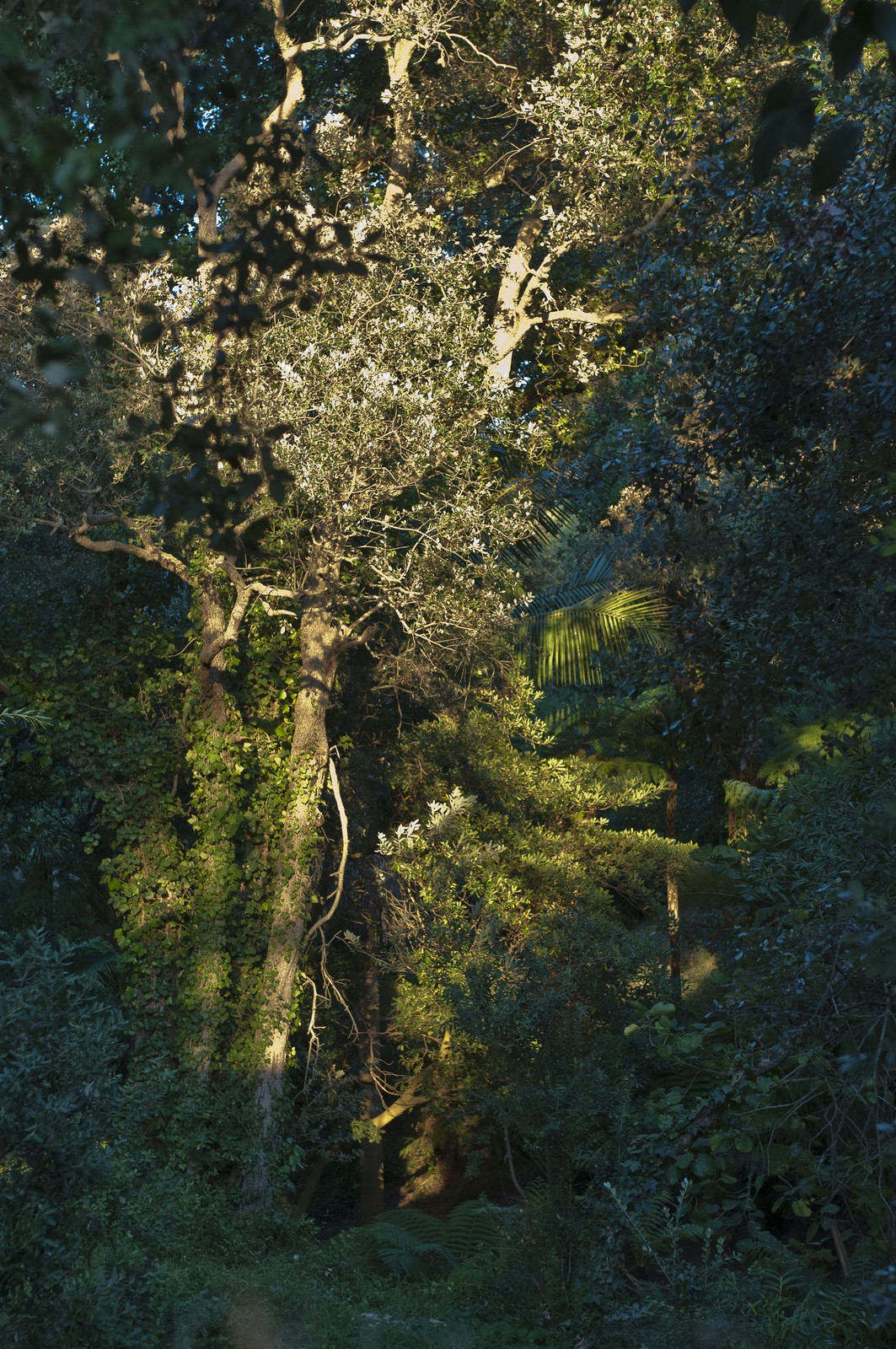 Sous-bois
