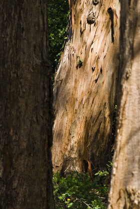 Eucalyptus
