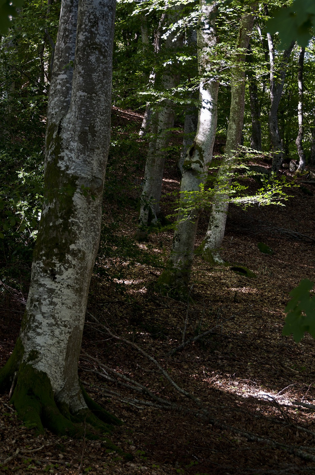 Sous-bois
