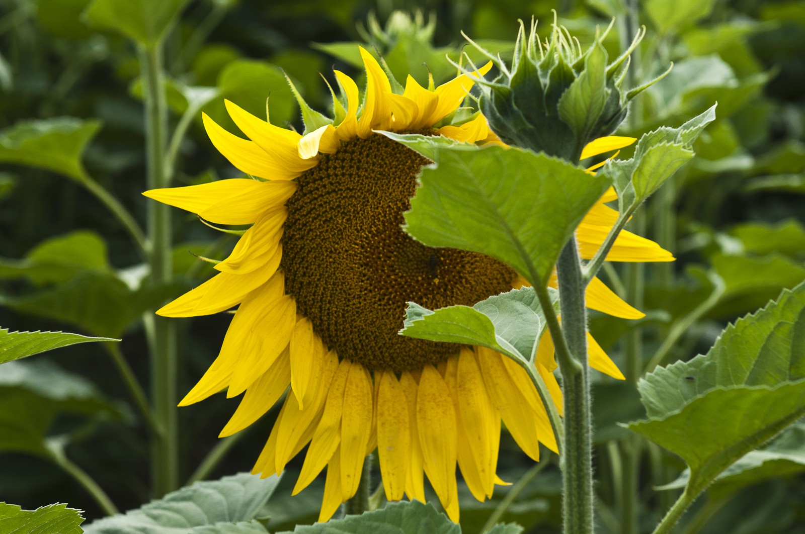 Fleur de tournesol