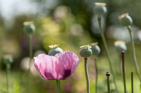 Fleurs