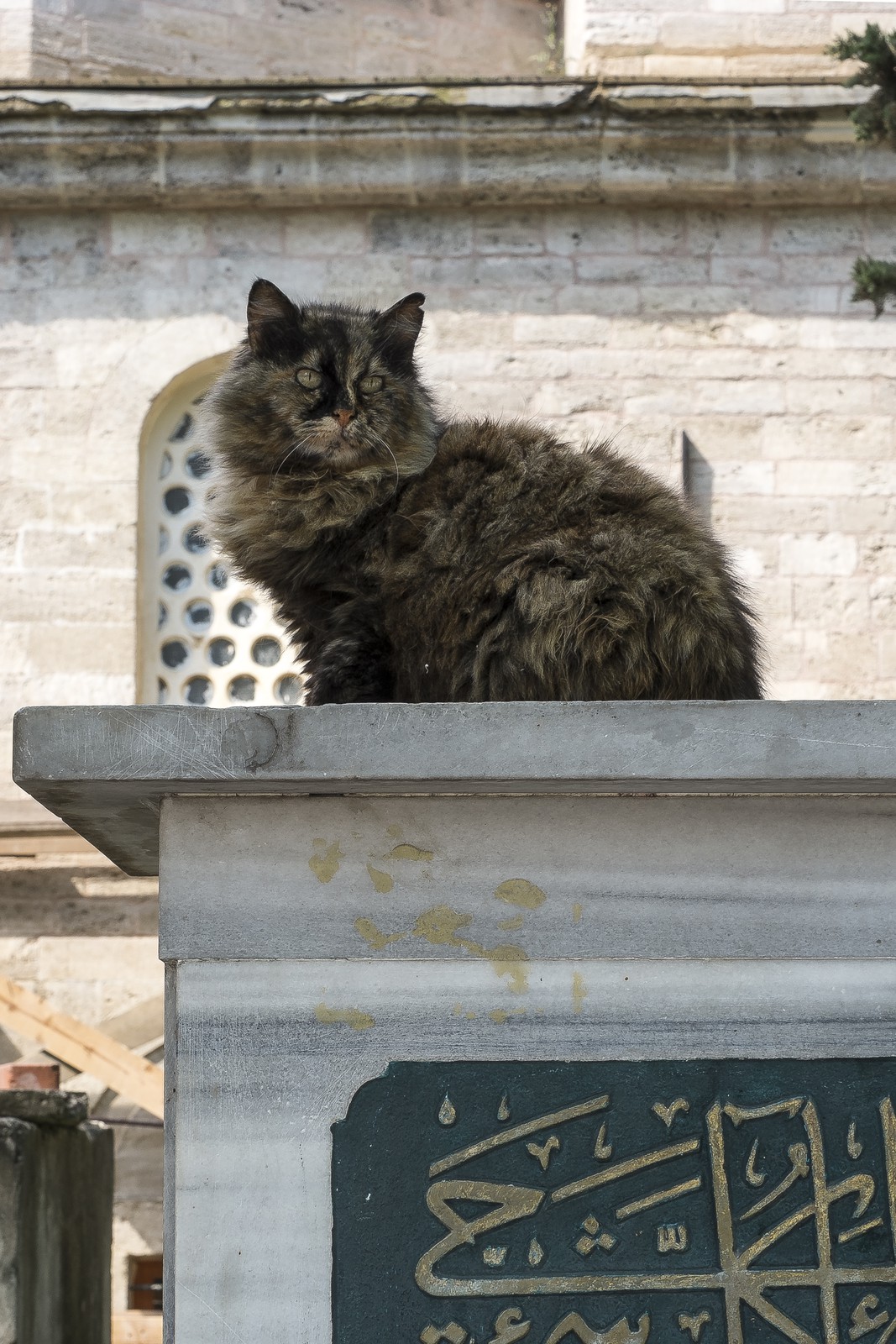 Chat perché