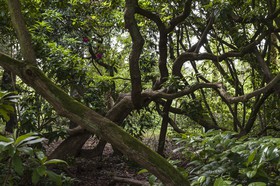 Rhododendrons