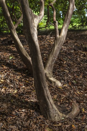 Rhododendrons