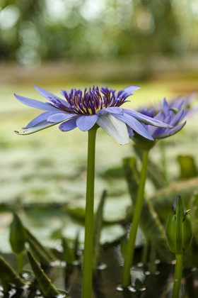 Nénuphar