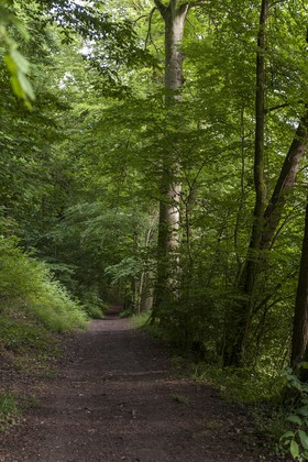 Sous-bois