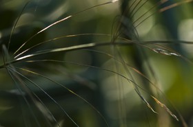 Herbe