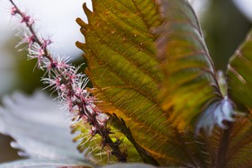 Feuille et fleur