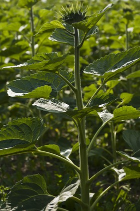 Tige de tournesol