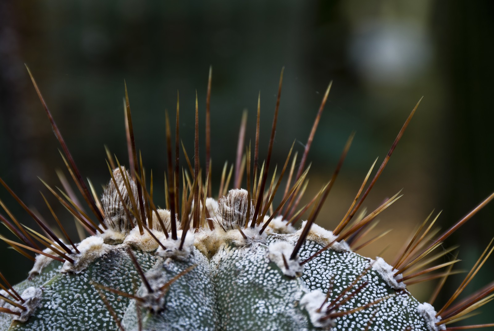 Epines de cactus