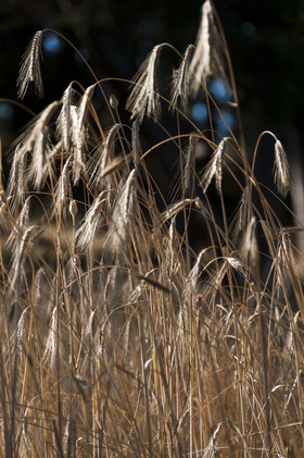 Epis de blé