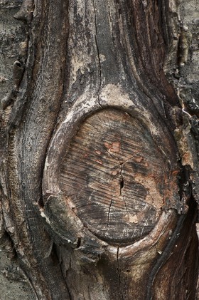 Tronc d'arbre