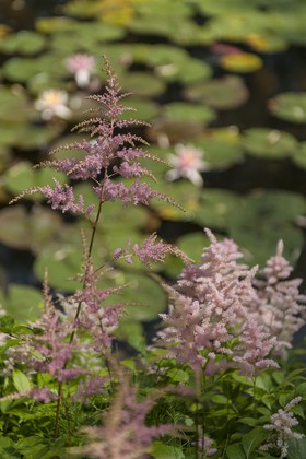 Fleurs