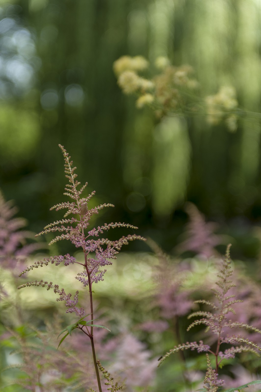 Fleurs