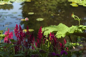 Fleurs
