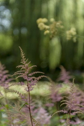 Fleurs