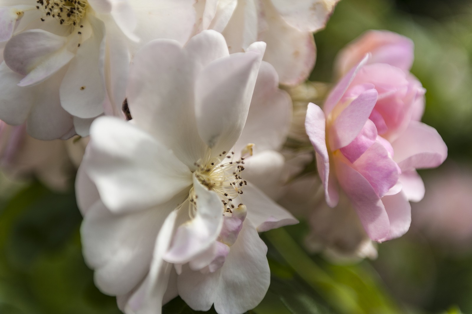 Fleurs