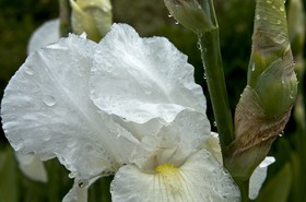 Fleur de lys