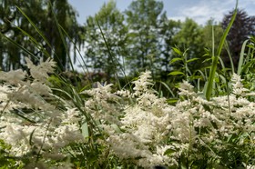 Fleurs