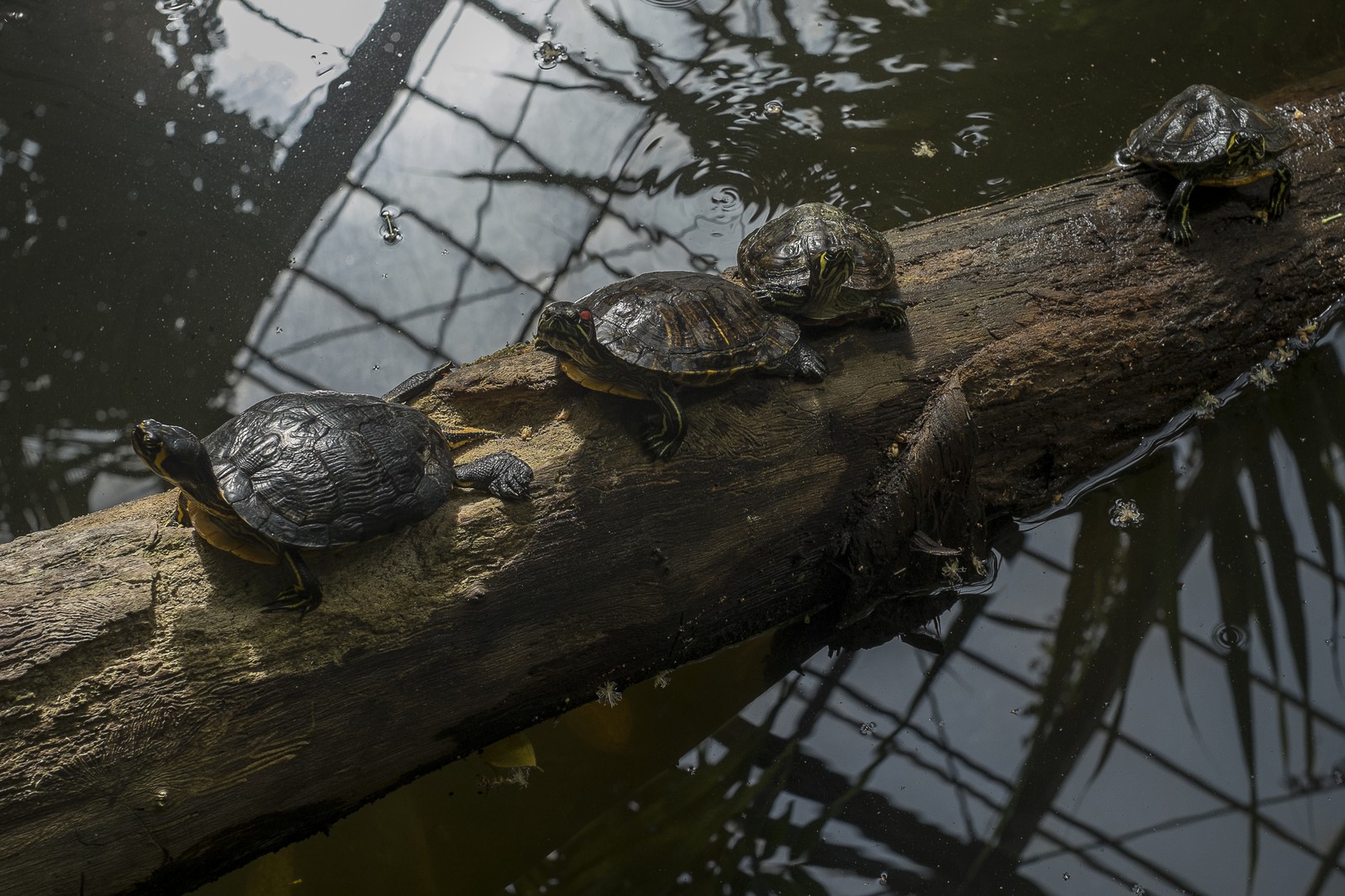 Tortues