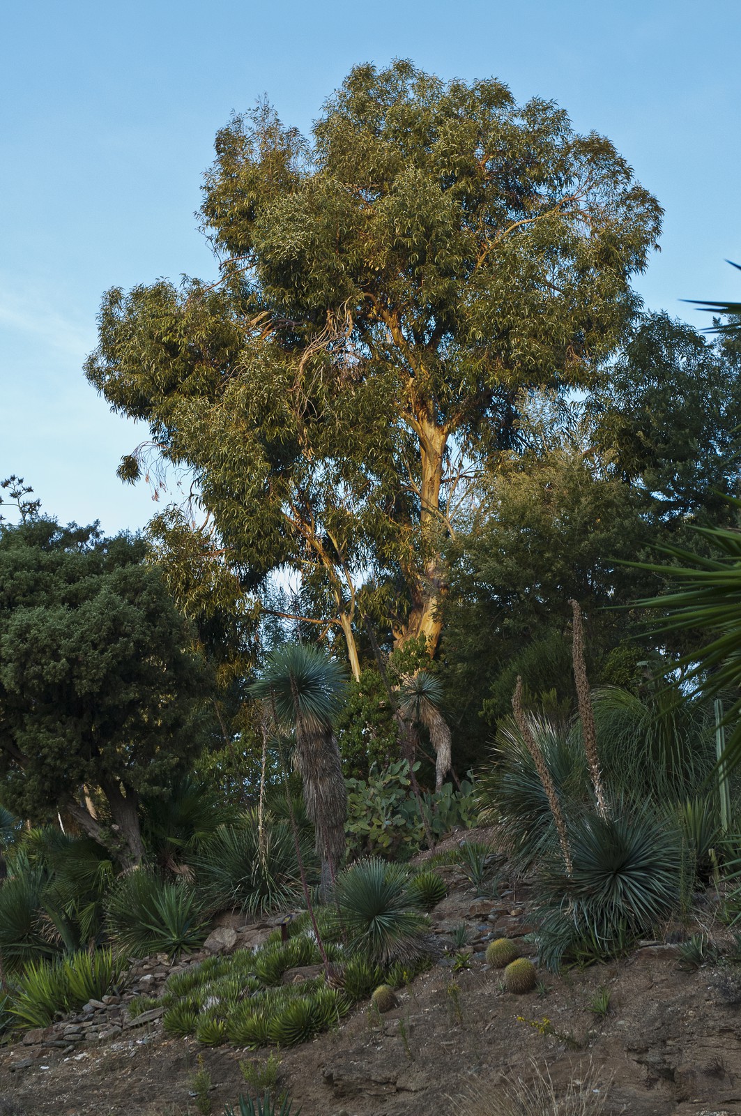 Eucalyptus