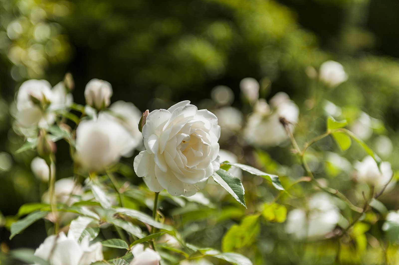 Rose blanche