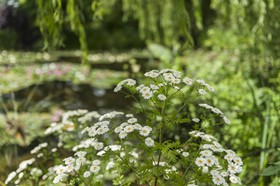 Fleurs
