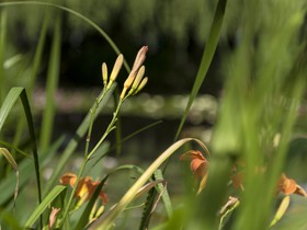 Fleurs