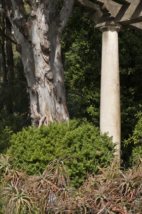 Eucalyptus