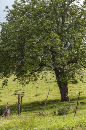 Arbre