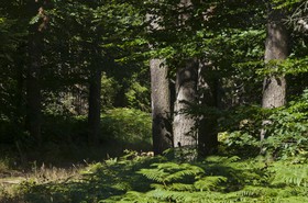 Sous-bois