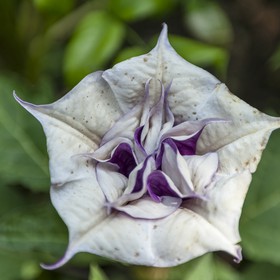 Fleurs