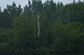 Les berges du Svir