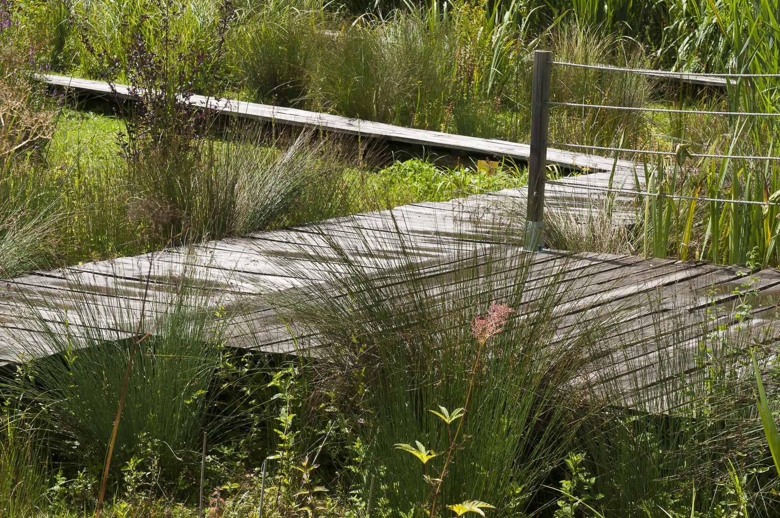 Jardin d'eau