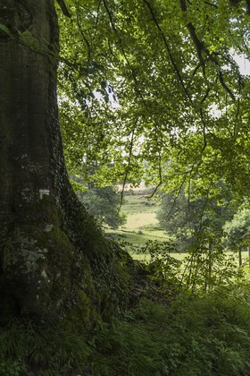 Tronc d'arbre