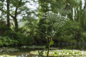 Fleurs