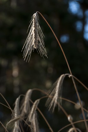 Epis de blé