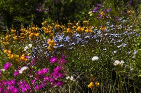Parterre de fleurs