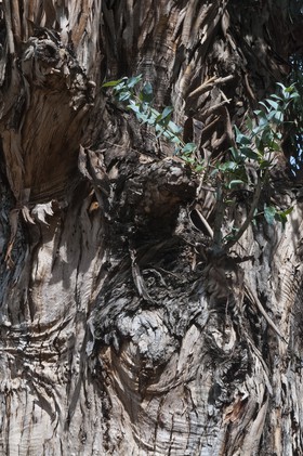 Eucalyptus