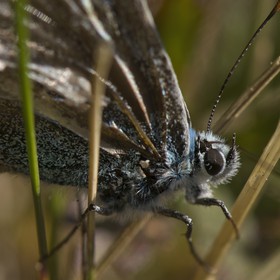 Papillon (Azuré)