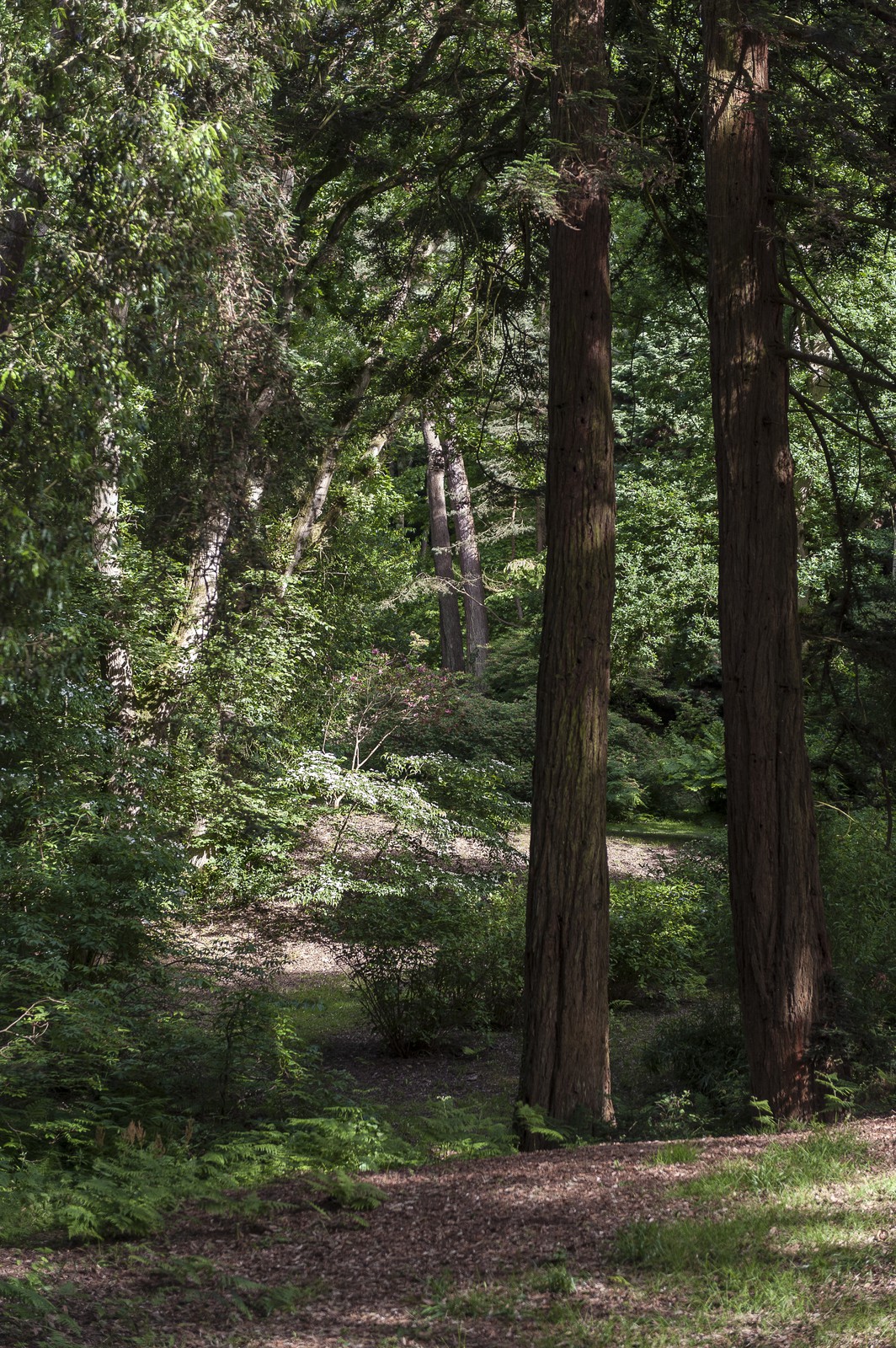 Sous-bois