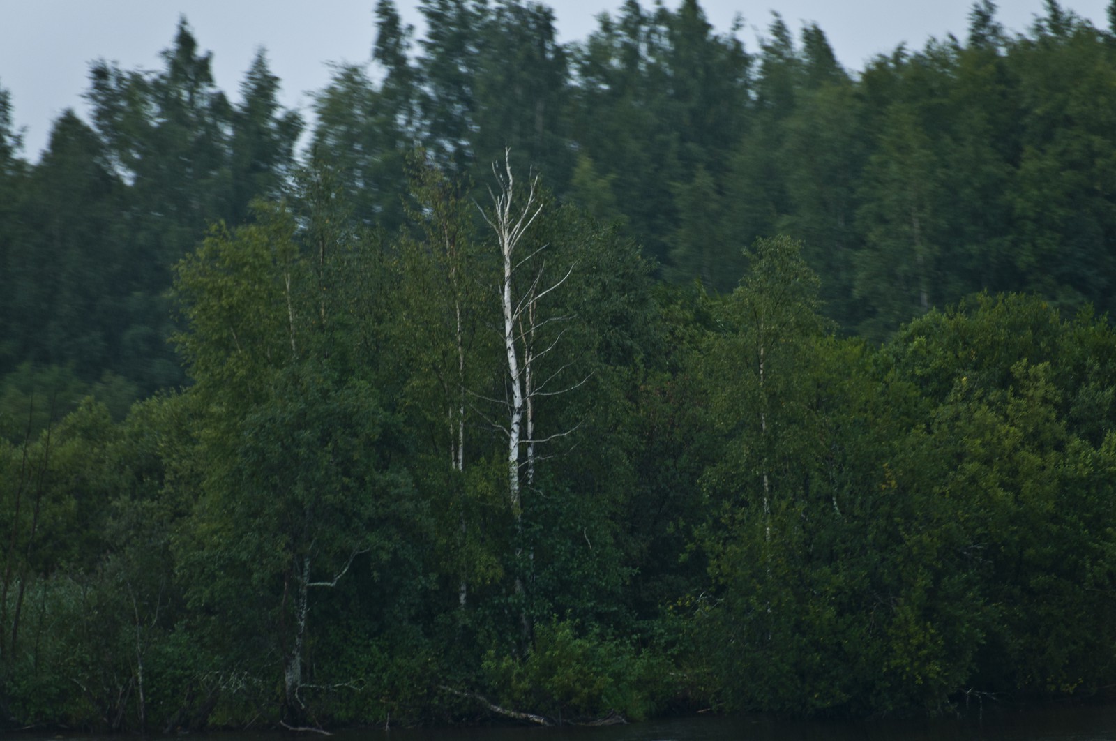 Les berges du Svir